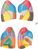 Bronchopulmonary Segments: Medial and Lateral Views