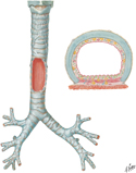Trachea and Major Bronchi