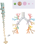 Bronchi and Intrapulmonary Airways: Schema