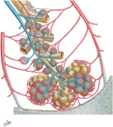 Intrapulmonary Blood Circulation: Schema