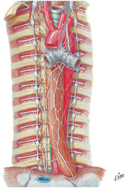 Autonomic Nerves of Thorax