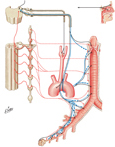Tracheobronchial Tree: Innervation