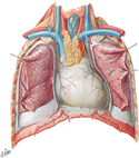 Heart and Pericardium In Situ