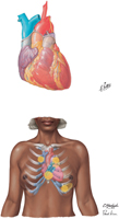 Heart and Precordial Areas of Auscultation
