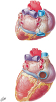 Heart: Base and Diaphragmatic Surface