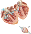 Heart: Atria, Ventricles, and Interventricular Septum