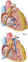 Blood Flow Through Right Atrioventricular and Pulmonary Valves
