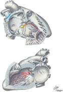 Conducting System of Heart