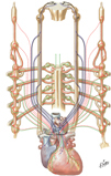 Heart: Innervation