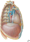 Mediastinum: Right Lateral View