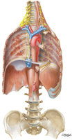 Phrenic Nerves