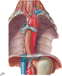 Esophagus In Situ