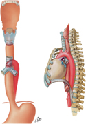 Esophagus: Constrictions and Relative Position