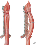 Esophagus: Muscle Layers