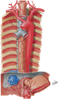 Arteries of Esophagus