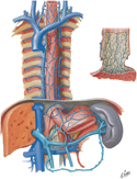 Veins of Esophagus