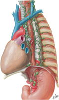 Lymphatic Vessels and Lymph Nodes of Posterior Mediastinum