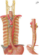 Nerves of Esophagus