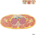 Thorax: Cross Section at T3 Vertebral Level