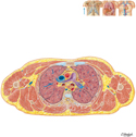 Thorax: Cross Section at T4/T5 Disc Level