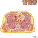 Thorax: Cross Section at T7 Vertebral Level