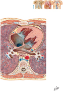 Thorax: Cross Section at T8 Vertebral Level