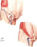 Inguinal Region and Femoral Triangle
