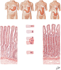 Stomach: Positional Variations and Histology