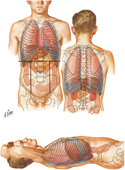 Liver: Surface Landmarks