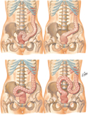Sigmoid Colon: Variations in Position