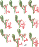 Cystic Arteries: Variations