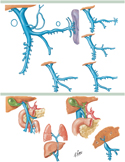 Hepatic Portal Vein: Variations and Anomalies