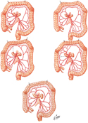 Colic Arteries: Variations I