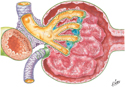 Renal Corpuscle: Histology