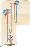 Nephron and Collecting Duct: Histology