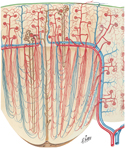 Intrarenal Blood Vessels: Schema