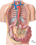 Small Intestine: Lymphatic Vessels and Lymph Nodes