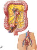 Large Intestine: Lymphatic Vessels and Lymph Nodes