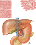 Liver: Lymphatic Vessels and Lymph Nodes