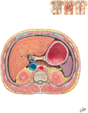 Abdomen: Cross Section at T12 Vertebral Level