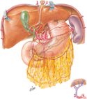 Liver and Gallbladder: Arterial Variations and Collateral Blood Supply