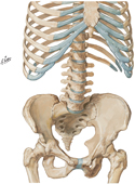 Abdomen: Bony Framework