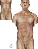Abdomen: Regions and Planes