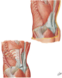 Posterolateral Abdominal Wall