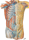 Veins of Anterior Abdominal Wall