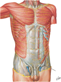 Nerves of Anterior Abdominal Wall