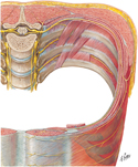 Intercostal Nerves