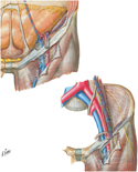 Femoral Sheath and Inguinal Canal