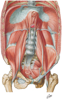 Muscles of Posterior Abdominal Wall