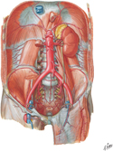 Arteries of Posterior Abdominal Wall